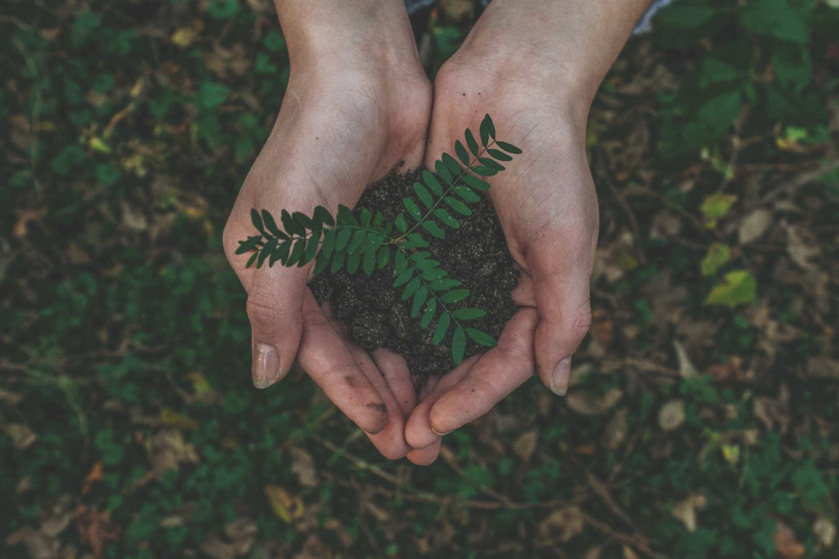 Ecologi - Reversing Deforestation with Subscriptions