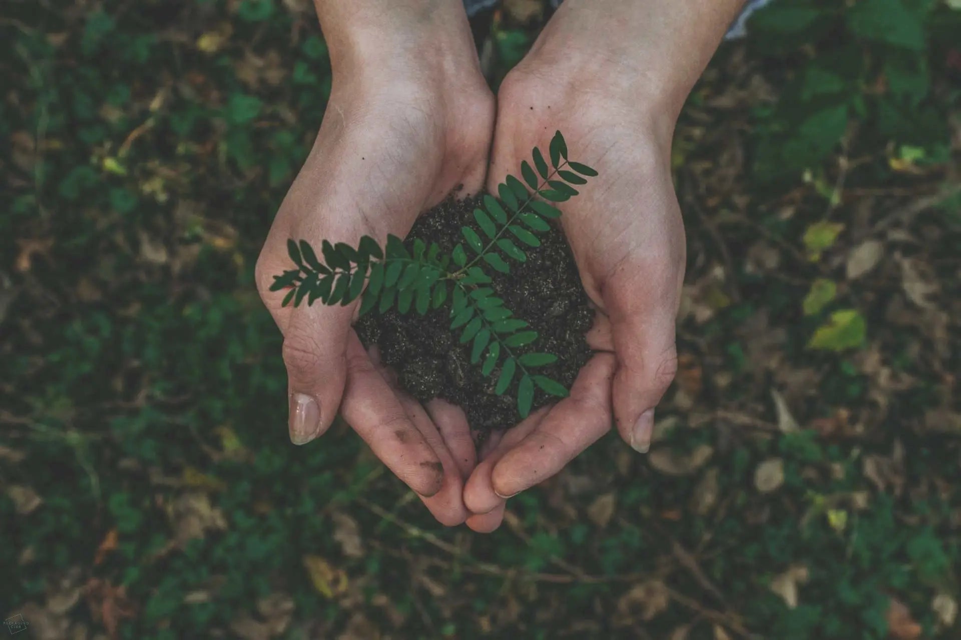 Ecologi-Reversing-Deforestation-with-Subscriptions The Packaging Club