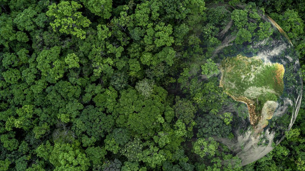Forest canopy shot from above